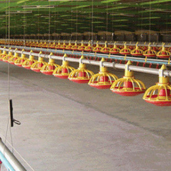 Broiler Feeding Line