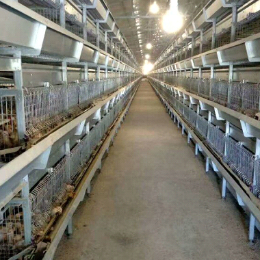 Broiler Cages