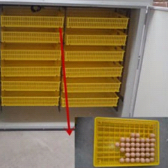 Egg Incubator