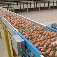 Egg Collection System